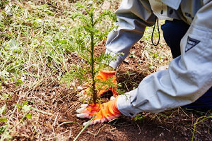 植栽（春又は秋） イメージ